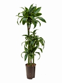 Dracaena dorado 60-30-15 110 cm