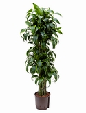 Dracaena dorado Vertakt-multi 135 cm