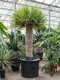 Dracaena draco - 260 cm
