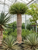 Dracaena draco - 375 cm