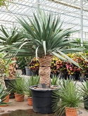 Dracaena draco compact - 200 cm