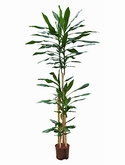 Dracaena fragrans 120-90-60-30 190 cm