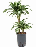 Dracaena jade jewel 30-15 65 cm