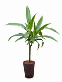 Dracaena janet craig 30 60 cm