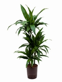 Dracaena janet craig 60-30-15 100 cm
