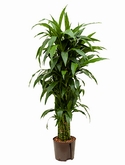 Dracaena janet craig Vertakt-multi 140 cm