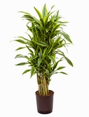Dracaena lemon lime Vertakt-multi 100 cm