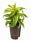 Dracaena lemon surprise Kop 30 cm
