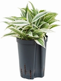 Dracaena surculosa mike Toef Wit 30 cm