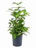 Dracaena surculosa Toef 55 cm