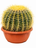 Echinocactus grusonii - 30 cm