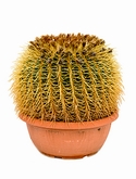 Echinocactus grusonii 40-45 cm 55 cm