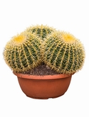 Echinocactus grusonii Cluster 50 cm