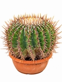 Echinocactus ingens - 25 cm