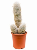 Espostoa melanostele 3pp 65 cm