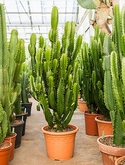 Euphorbia acruensis Vertakt 140 cm