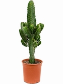 Euphorbia acruensis Vertakt 70 cm