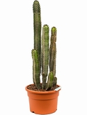 Euphorbia canariensis - 80 cm