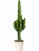 Euphorbia erytrea Vertakt 100 cm