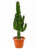 Euphorbia erytrea Vertakt 120 cm
