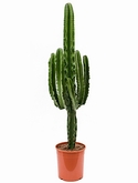 Euphorbia erytrea Vertakt 165 cm