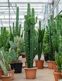 Euphorbia erytrea Vertakt 220 cm