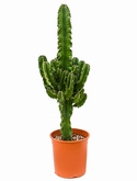 Euphorbia erytrea Vertakt 90 cm