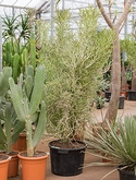 Euphorbia fierensis Vertakt 160 cm