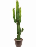 Euphorbia ingens Vertakt 155 cm