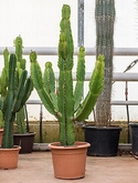 Euphorbia ingens Vertakt 200 cm