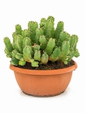 Euphorbia resinifera Bush 35 cm