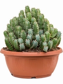 Euphorbia resinifera Bush 60 cm