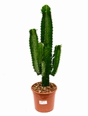 Euphorbia tetra Vertakt 50 cm