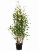 Fargesia murieliae jumbo Bush 120 cm