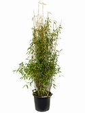 Fargesia murieliae jumbo Bush 160 cm