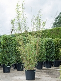 Fargesia nitida Bush 180 cm