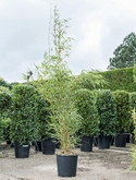 Fargesia robusta campbell Bush 200 cm