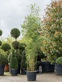 Fargesia robusta campbell Bush 250 cm