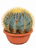 Ferocactus glaucescens Bol 35 cm