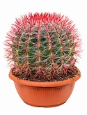 Ferocactus stainesii Bol 35 cm