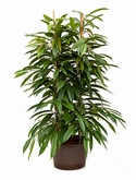 Ficus amstel king 2pp 110 cm