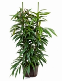 Ficus amstel king 2pp 155 cm