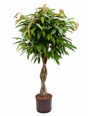 Ficus amstel king Stam gevl. 120 cm