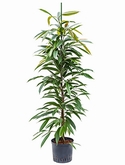 Ficus amstel king Toef 155 cm
