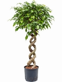 Ficus benjamina Spiraal dubbel 125 cm