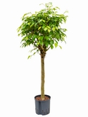 Ficus benjamina Stam 125 cm