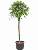 Ficus benjamina Stam 190 cm