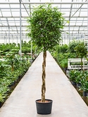 Ficus benjamina Stam gevl. 270 cm