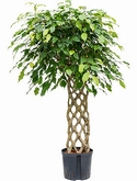 Ficus benjamina Stam hek 120 cm