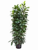 Ficus cyathistipula 6pp 150 cm